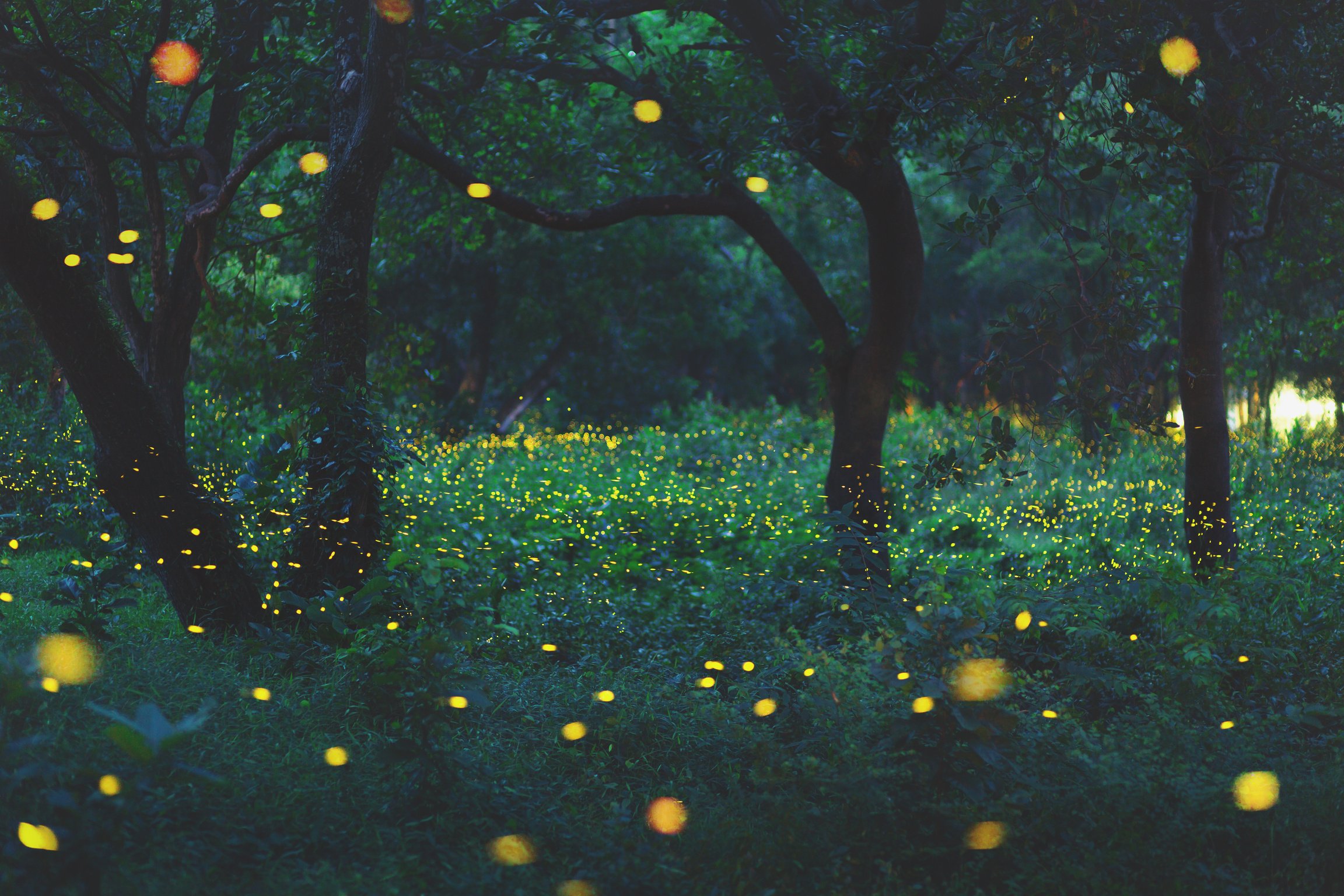 Bokeh light of firefly in forest